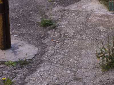 La donna ci riporta anche in via Beltrami per farci notare come tra le sterpaglie spuntino siringhe, escrementi e rifiuti vari. Un �bagno a cielo aperto� come lo definisce la stessa signora